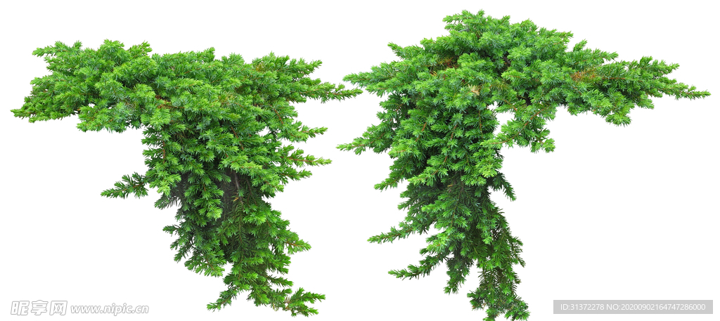 免扣植物素材图片