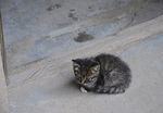 小猫