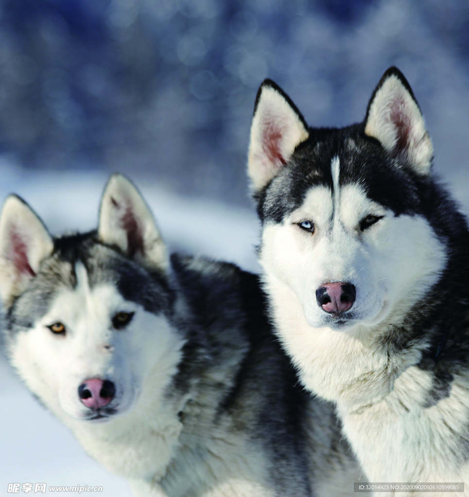 雪橇犬 哈士奇