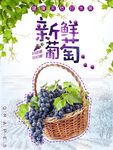 葡萄 葡萄海报图片