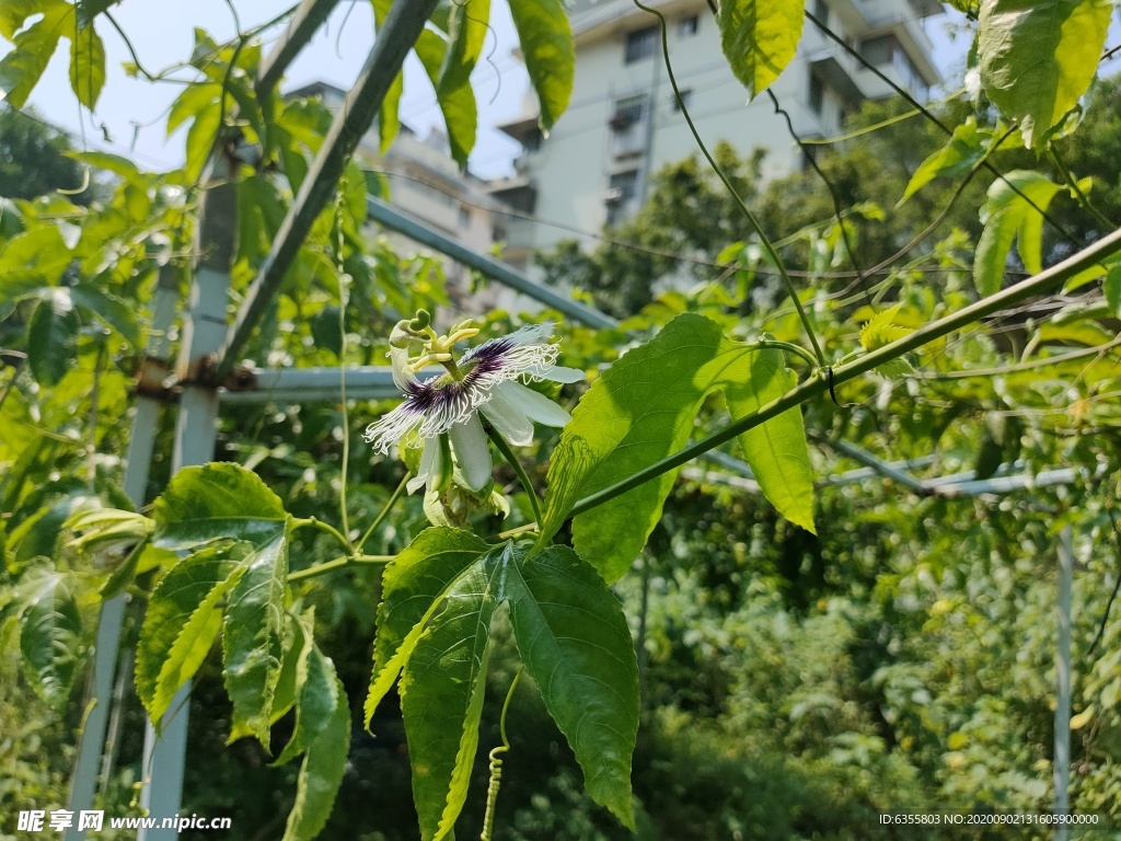 百香果花