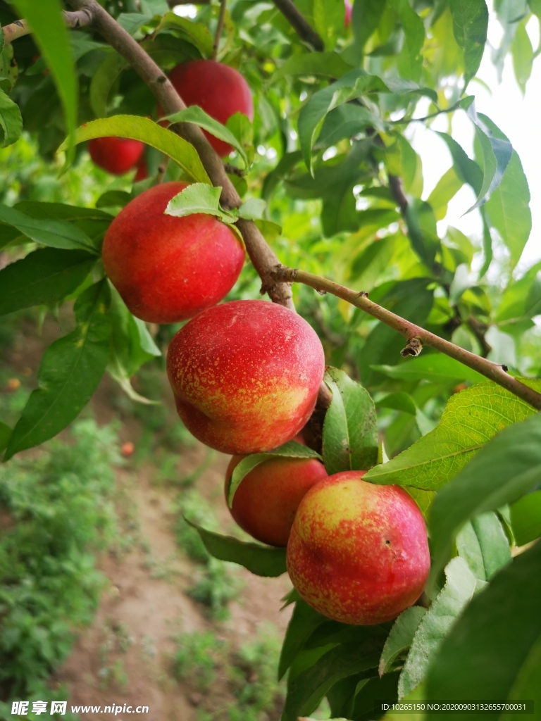 油桃