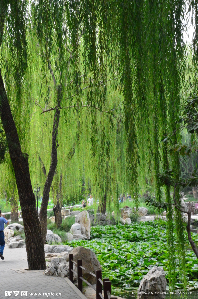 园林风景