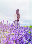 薰衣草女孩