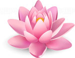 莲花