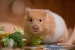 仓鼠