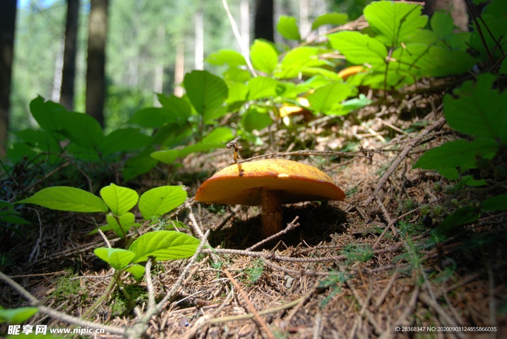 野生蘑菇