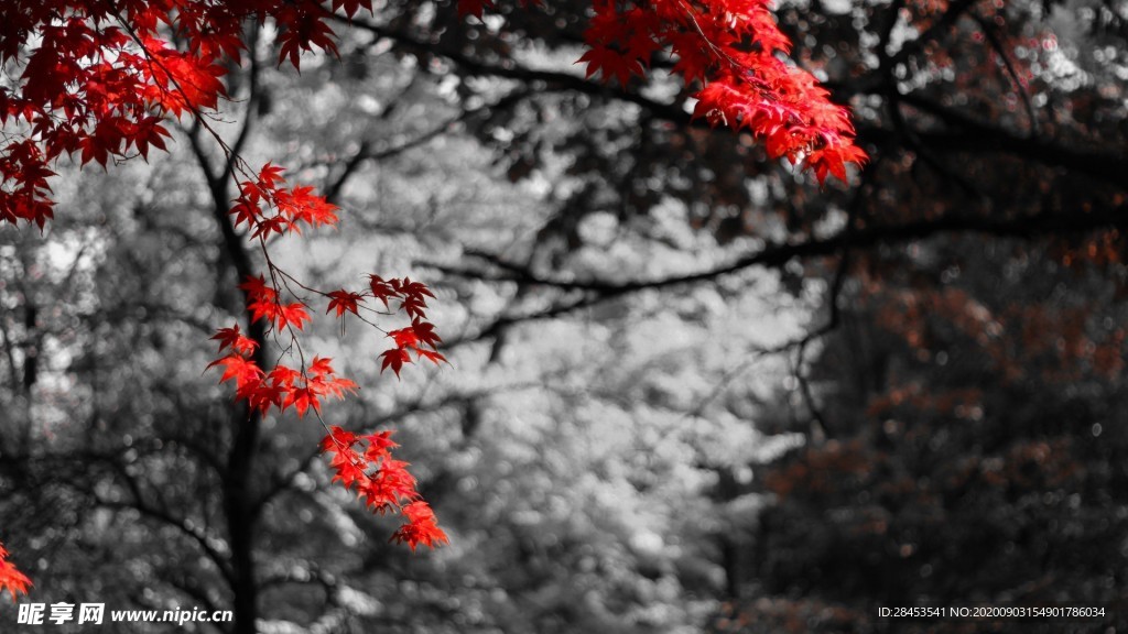 风景
