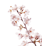 梅花