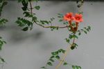 凌霄花