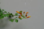 凌霄花
