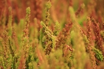 秋季 植物