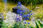 蓝色 花 背景