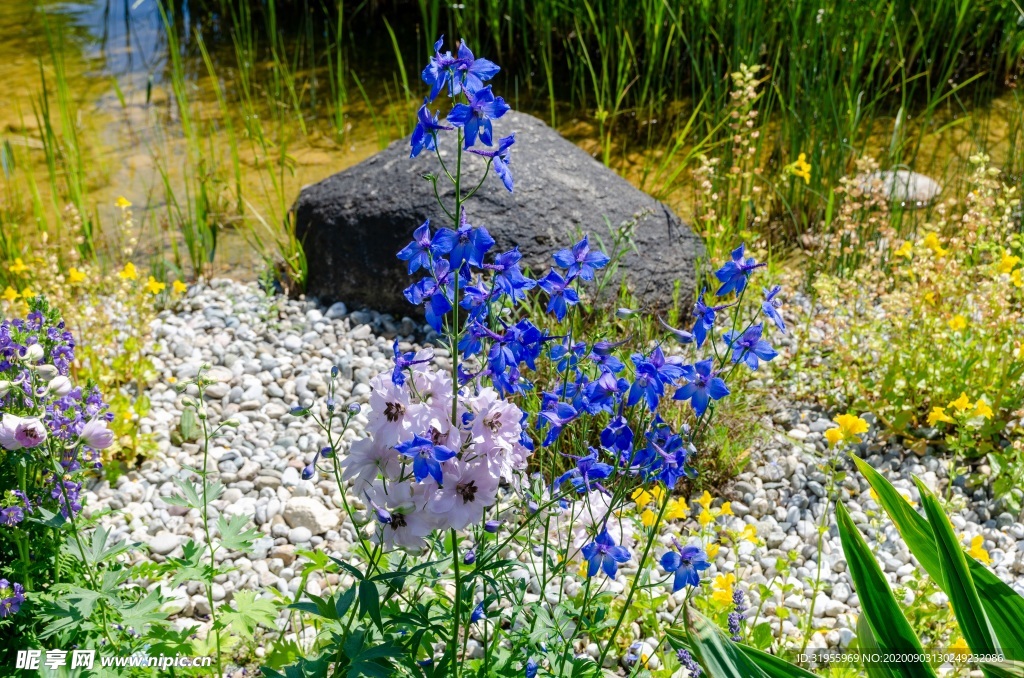 蓝色 花 背景