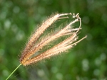 野生 植物