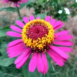 鲜花 花园