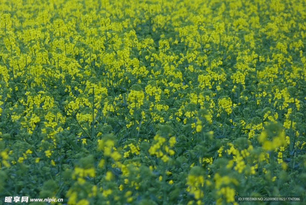 油菜开花 背景