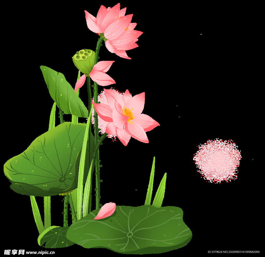 荷花