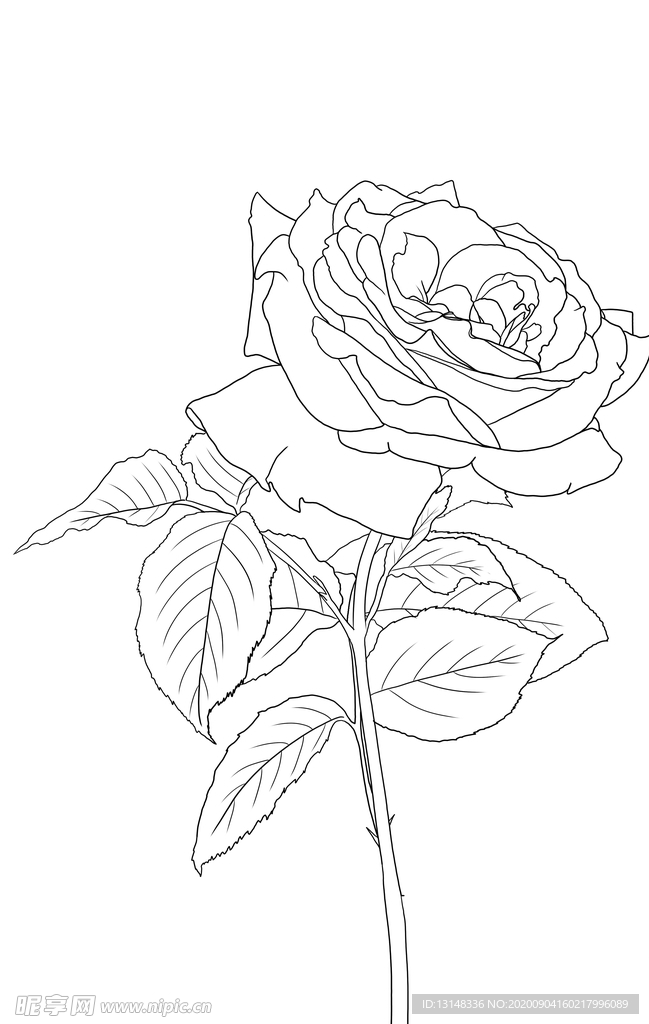 玫瑰花