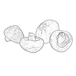 香菇