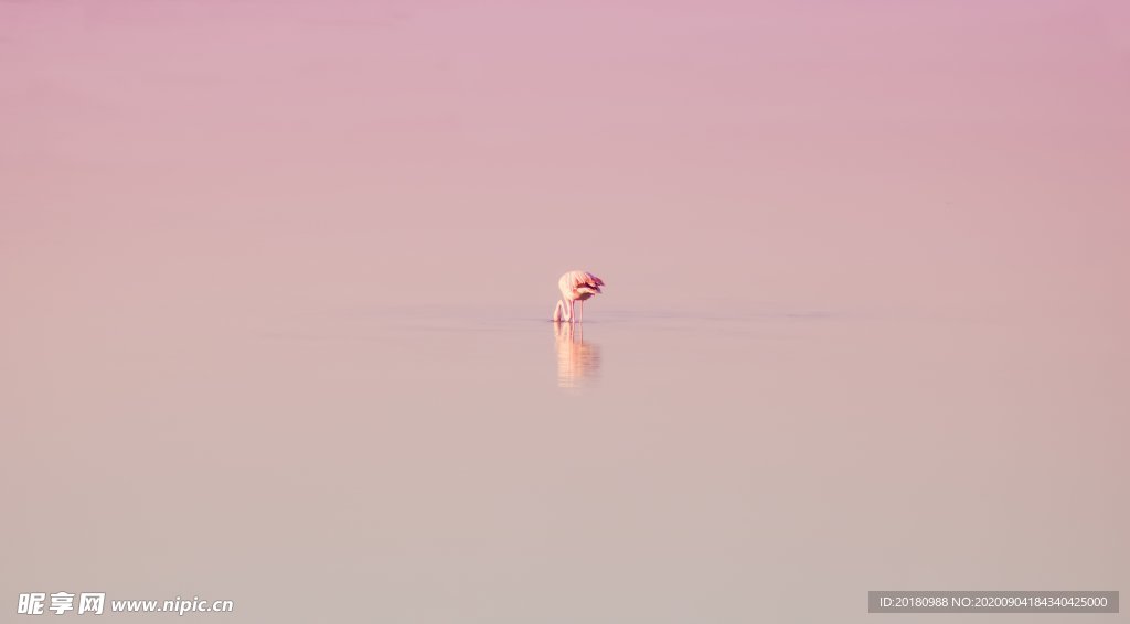 火烈鸟