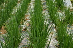 蔬菜