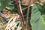 芋头花