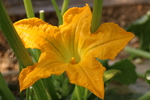 瓜花