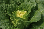 蔬菜
