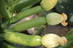 蔬菜