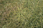 油菜籽