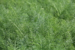 蔬菜