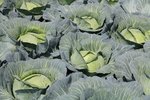 蔬菜