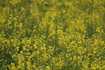 油菜花
