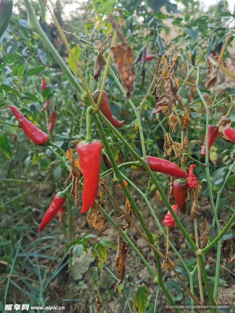 辣椒