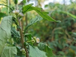 小雏菊