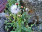 野茼蒿