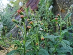 野茼蒿