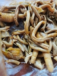 鸭肠