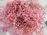 满天星 粉色 光影花卉 花卉特