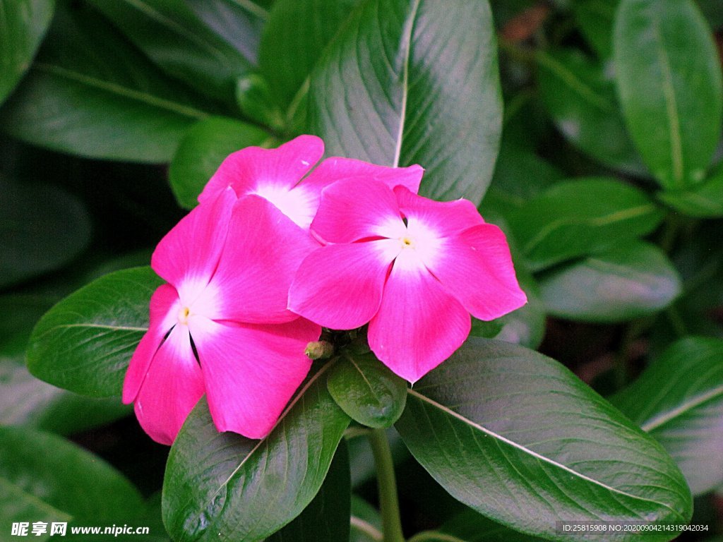 长春花