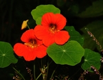 旱荷花
