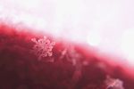雪花