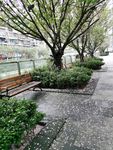 樱花树下
