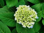 绣球花