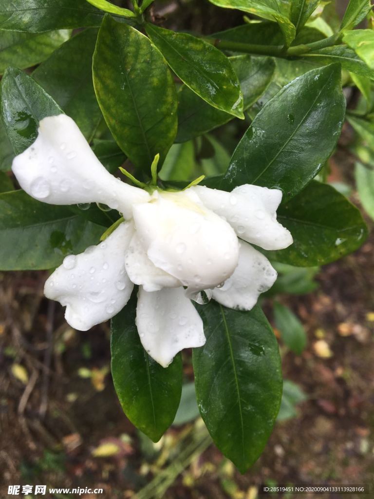 栀子花