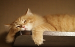动物 宠物 狗 猫 生物世界