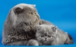 动物 宠物 狗 猫 生物世界