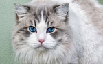 动物 宠物 狗 猫 生物世界