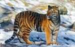 动物 宠物 狗 猫 生物世界